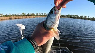Trout bite is picking up on the Pamlico River!