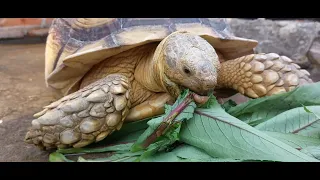 Sunny Morning with The Great Sulcata and Cherry Head Tortoise | Reptile Jogja