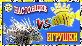 ПИРАНЬИ и ко деагостини ПРОТИВ настоящие пираньи 🐠 🐠 🐠