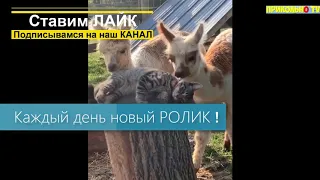 Смешные КОТЫ и Кошки 2020 Выпуск 1 кошачьи приколы УГАР до слез
