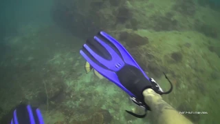 Triggerfish Attack (4)  |  Stock Video For Sale