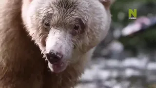 Медведи. Сильные и мощные. Интересный документальный фильм.