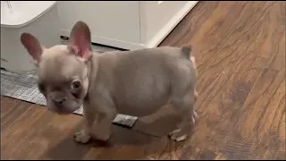 Tiny Frenchie refuses to eat pumpkin soup because it's too bad for him