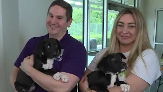 Houston Pets Alive! and BARC team up to help to increase adoptions in the Houston area