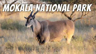 Mokala National Park - Where endangered species roam!