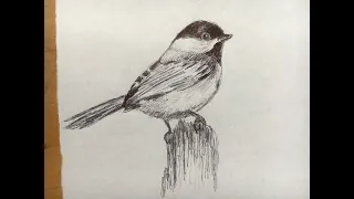 Chickadee. Simple line drawing of a Black-capped Chickadee. How to draw a Black-capped Chickadee.