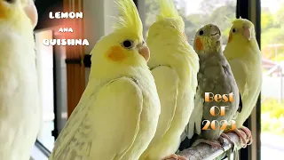 Best Moments of Cockatiels Lemon, Ana and Quishna, and Their Babies in 2023