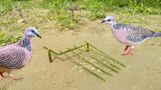 Easy Bird Trap || Bard trap from sick Bamboo stick