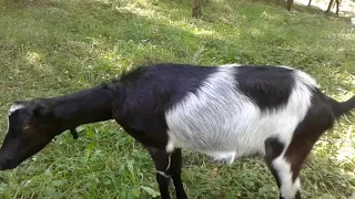 Охота началась! Первая случка. Breeding domestic goats.