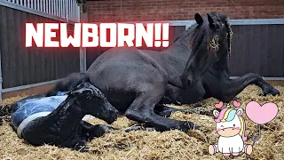 NEWBORN!! The miracle birth!!!! | Friesian Horses