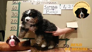 BERNESE MOUNTAIN DOG PUPPY WEEK BY WEEK! This is Benji from 0 to 2 months