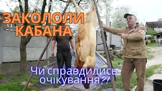 Закололи кабана! Чи справдились очікування?!