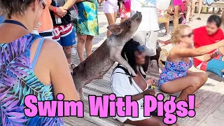 Do NOT book a FAKE Swim with Pigs cruise excursion!