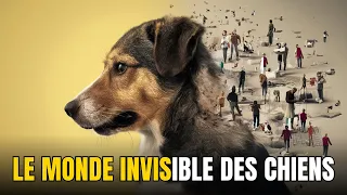 VOTRE CHIEN SAIT QUI EST UNE BONNE PERSONNE ET QUI EST UNE MAUVAISE PERSONNE  DÉCOUVREZ CETTE ET