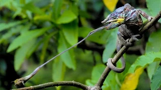 How To Take Amazing Animal Photographs