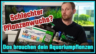 5 Gründe warum deine Aquariumpflanzen nicht wachsen | Das brauchen deine Aquariumpflanzen