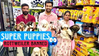 Super Awesome Puppies 🐶 Cheapest Price Pet Shop | Pure Breed Dogs | Hyderabad