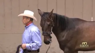 Learning to Use The Dually Halter