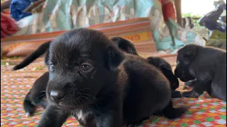 my 4 newborn puppies finally open their eyes and walk