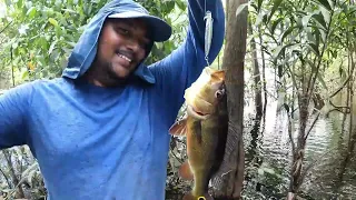 LUKANANI (Peacock Bass) FRENZY on the ESSEQUIBO RIVER GUYANA.