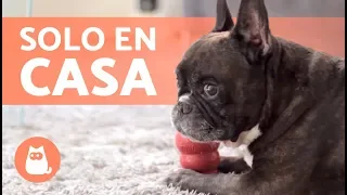 Cómo dejar a tu PERRO SOLO EN CASA - Consejos y cuidados