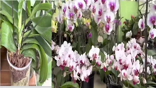 Just 1 cup every two weeks is magic | How to Magically Revive All Rotten Orchids.