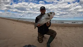 Dorada XL @SurfcastingNTT  en playas de Alicante