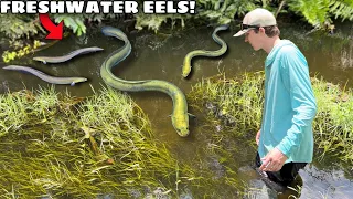 CATCHING FRESHWATER EELS For My NEW POND!