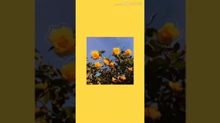 Yellow - The Rose (cover)