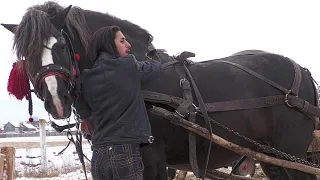 Armăsar cumpărat la târg Gheorgheni - Harghita