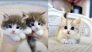 OMG SO CUTE! 😍😳 Cutest Cats Videos Compilation #96 Best Funny Cute Cat Videos (Must See)