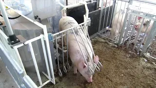 Automatic Pig Sorting System Using Camera