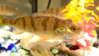 Feeding yellow perch in my fish tank! Crazy aggressive!