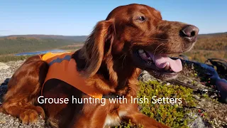 Grouse hunting with Irish Setters