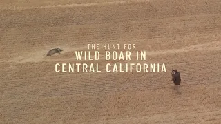 The Hunt for Wild Boar in Central California