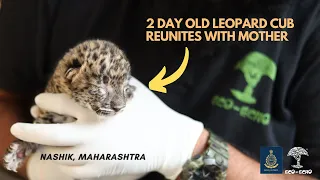 2 day old Leopard cub Reunited with mama Leopard | Forest Department Nashik | Eco Echo Foundation