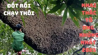 Khai thác tổ ong KHỔNG LỒ nhất 2023|Mining the most HUGE honeycomb 2023