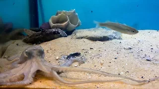 Octopus hunting a Fish