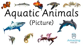 Flashcard – Aquatic Animal (Sea Animal) – English (Picture) [(儿童闪卡) – 水中动物 – 英文，图片]