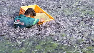 Grow Out Culture of Catfish Farm in Asia | Million Baby Catfish Eating Floating Feed in pond