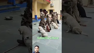 CISF Dog Squad feeding routine #shorts #viral #shortvideo #army #india #cisf #dmrc #dog #india