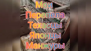 мои перепела техасцы, японцы , манжуры.#Николай_Чистяков