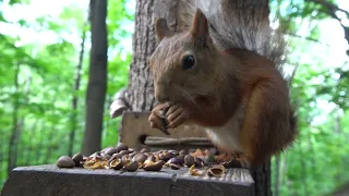 О Модели и других белках / About Model and other squirrels