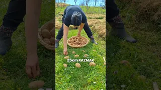 THE SIMPLE POTATO PLANTING IN THE MEADOW