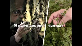 10 plantes sauvages hivernales comestibles