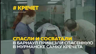 Из Мурманска в Барнаул привезли самку краснокнижного кречета