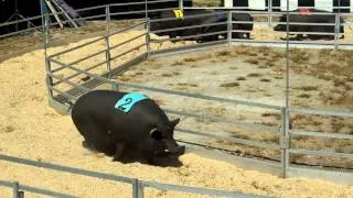 FAST and FAT:Rosaire's Racing Pigs!