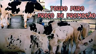 MELHOR GENÉTICA DO BRASIL | TOUROS HOLANDESAS PURO DA FAZENDA ENCANTO