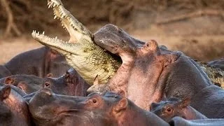 Animals Documentary 2015 || Hippos & Crocodiles The Ultimate Predator [National Geographic HD]