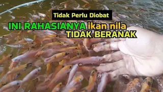 cara mencegah ikan nila masih kecil sudah beranak di kolam bioflok